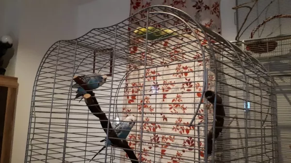 Wellensittich-Bild: Der neue Mitbewohner Piepmatz wird inspiziert (und später für gut befunden)