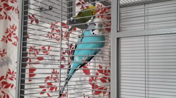 Wellensittich-Bild: Was machst du da, Felo?