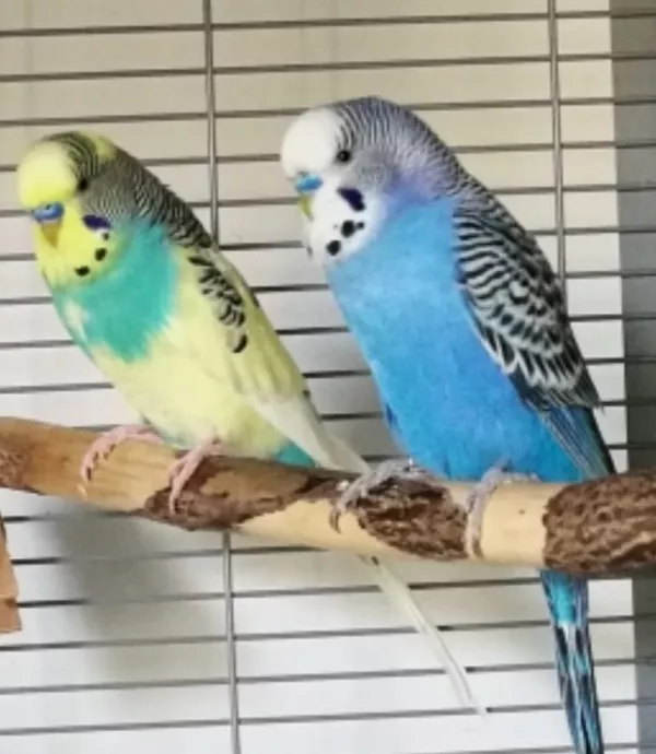 Wellensittich-Bild: Hallo liebe Welli-Freunde,
hier seht Ihr Sky (links), als er mit Blue (rechts) noch glücklich war. Jetzt ist er verwitwet und würde sich freuen, wieder neue Freunde, zum Beispiel in einem neuen Schwarm, zu finden. Meldet Euch gerne.. Viele Grüße, Petra
