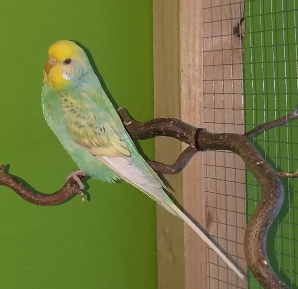 Wellensittich-Bild: Das ist Luna. Die jüngste Henne in der Gruppe.