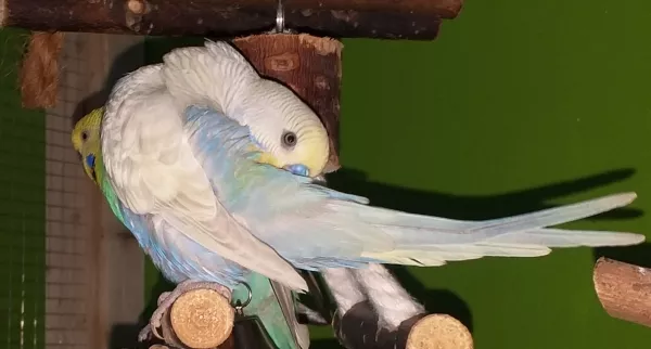 Wellensittich-Bild: Mune putzt sich 