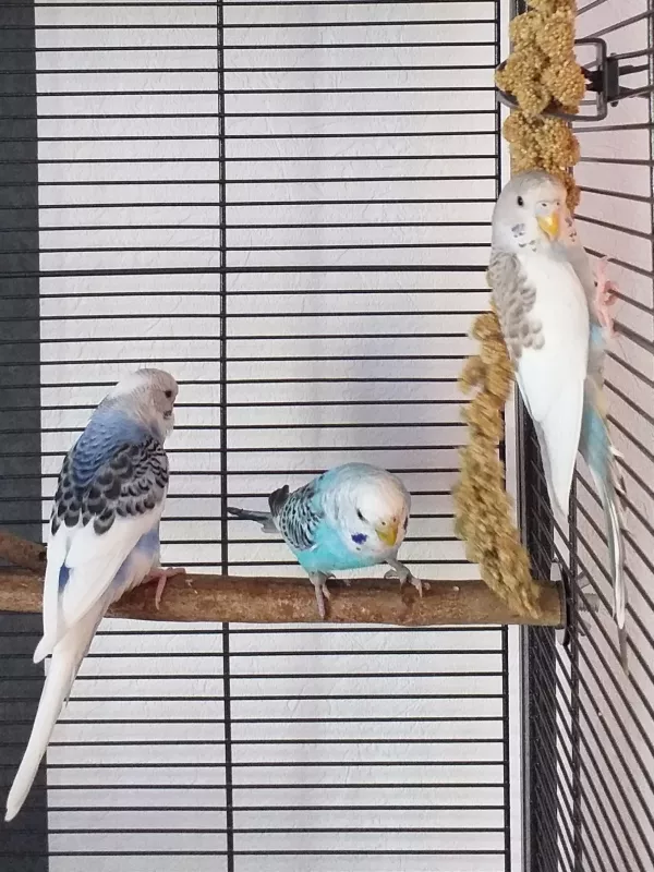 Wellensittich-Bild: Toby, Kiri und Ciri 
