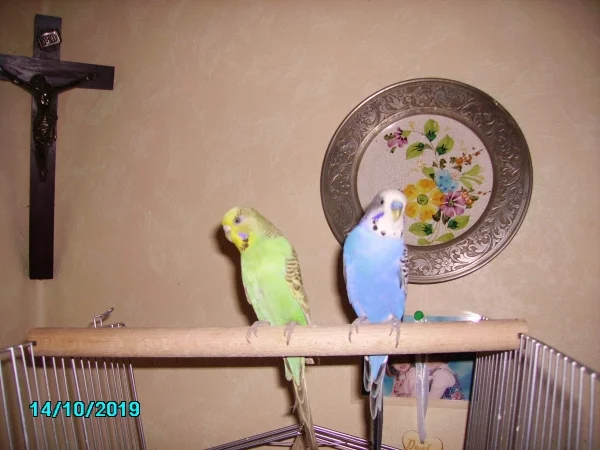 Wellensittich-Bild: Meine zwei Wellis, Susi und Peter, lieben die Freiheit. Gehen aber auch wieder zurück in ihr Zuhause !
