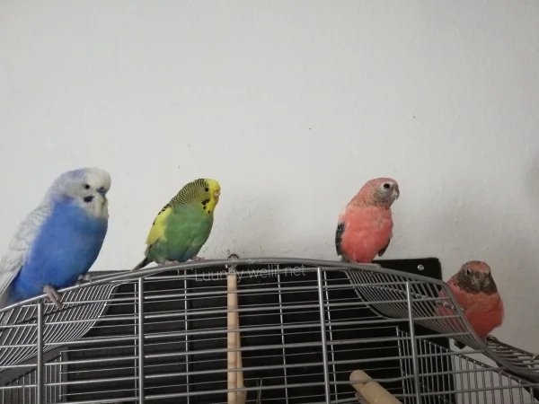 Wellensittich-Bild: Hier sitzen sie mal alle friedlich und recht müde zusammen.
Frosty ärgert die beiden jüngeren, aber größeren Milky&Cosmo immer wieder gerne, bis Luna ihn dann mal zeigt wo es lang geht. Gegen sie hat er seltenst eine Chance :D
So vertragen sich alle aber prima <3