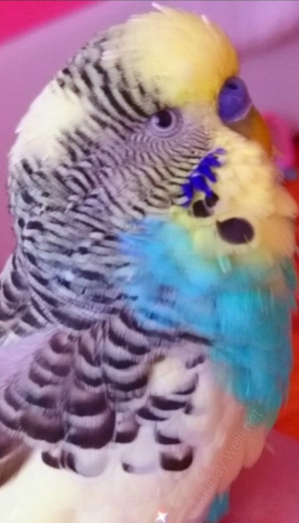 Pauli
