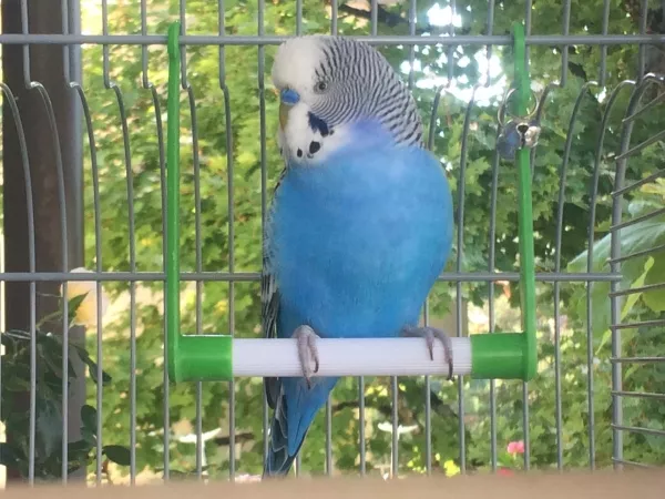 Wellensittich-Bild: So niedlich, der Chico