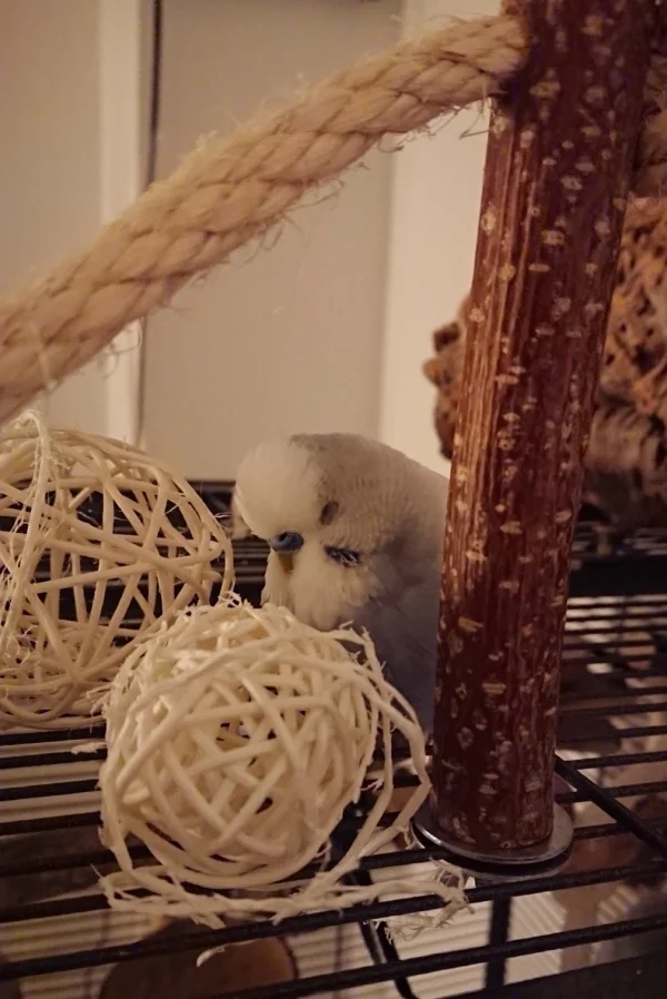 Wellensittich-Bild: und zwei Weidebällchen :). So knuffig werden wir dich immer in Erinnerung behalten Wulli <3
