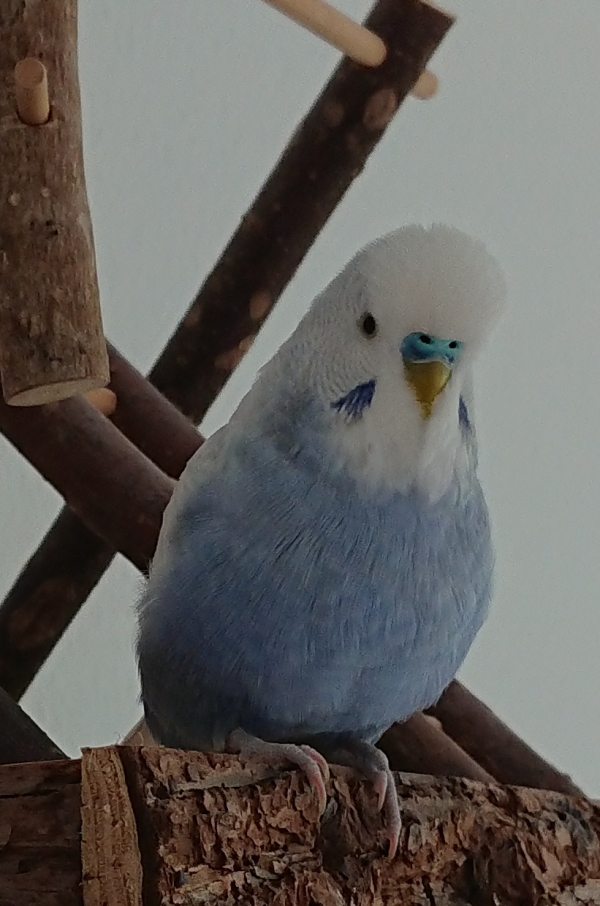 PHPSESSID