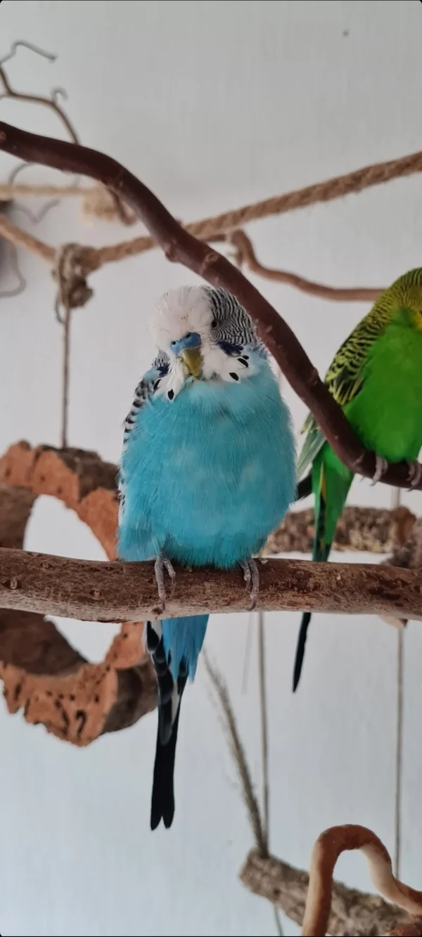 Wellensittich-Bild: Hallo, ich bin Karlchen. Ich habe bis vor kurzem in einem Tierheim gelebt. Dort wurde ich durch das Veterinäramt mit meiner Freundin hingebracht. Meine Freundin war leider sehr krank, so dass sie noch im Tierheim verstarb und ich ganz alleine war. 
Jetzt wohne ich bei Ruby, Gottfried und Finchen und bin richtig glücklich. Hier kann ich den ganzen Tag frei fliegen und Quatsch machen.