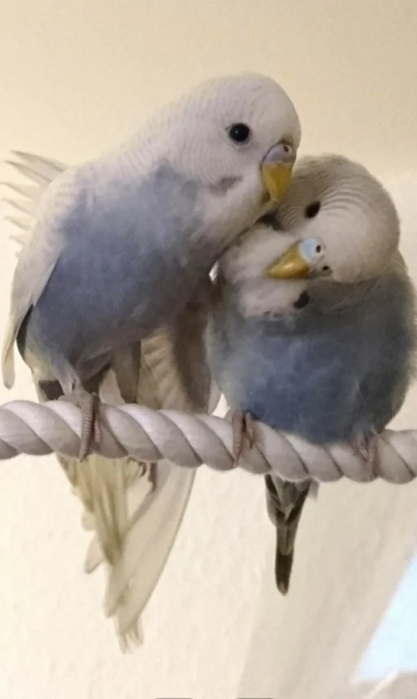 Wellensittich-Bild: .waren Wulli und seine Schwester Finchen. Du fehlst uns Wulli <3
