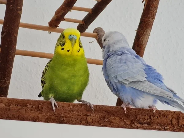 Wellensittich-Bild: Percy (grün) mit Valentin, einer ihrer Freunde, in den letzten Tagen bevor sie nach einem schweren Krankheitsverlauf von uns ging. Sie hat jeden Tag gelebt als wäre es ihr letzter. Du fehlst uns sehr, du kleine Kämpferin <3