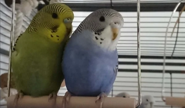 Wellensittich-Bild: Percy (links) und Ruby (rechts) in Kindheitstagen..da machte gemeinsam schaukeln noch Spaß :-) . Wir vermissen dich Percy!