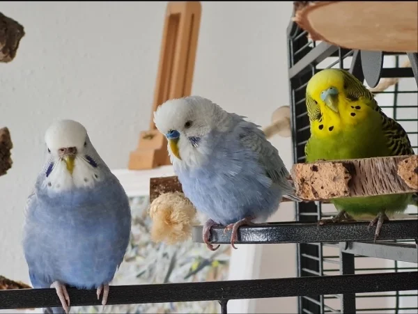 Wellensittich-Bild: Kommt schnell raus.die Felo macht ein Gruppenfoto.
