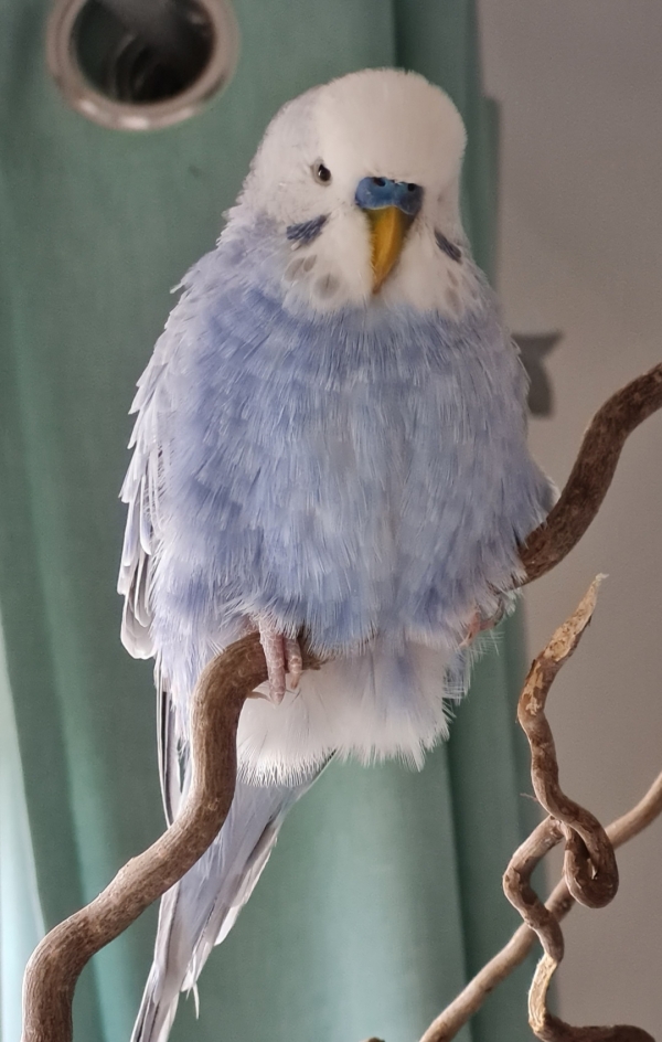 Valentin