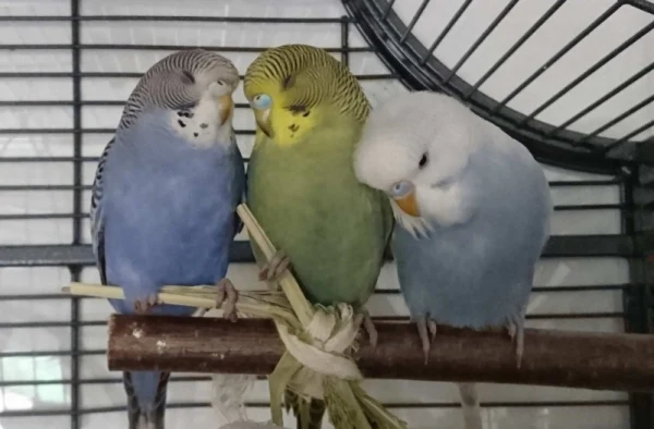 Wellensittich-Bild: So süß waren unsere kleinen Eulen als Babys.