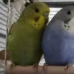 Schwesternliebe