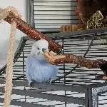 Allmorgendlicher Gruß