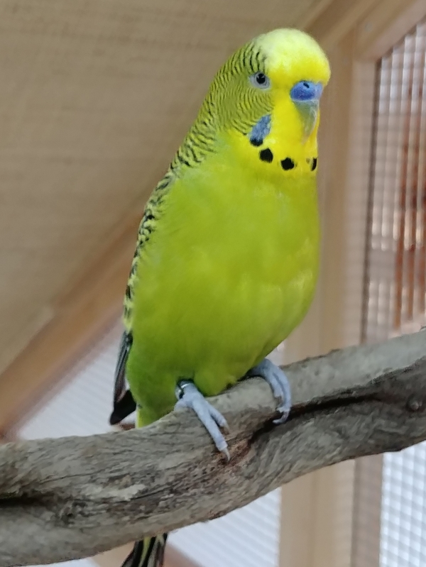 Willi
