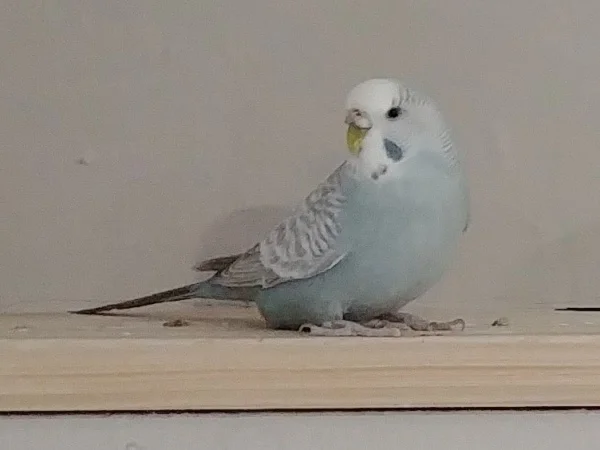 Wellensittich-Bild: Meine Wellidame Mausi
