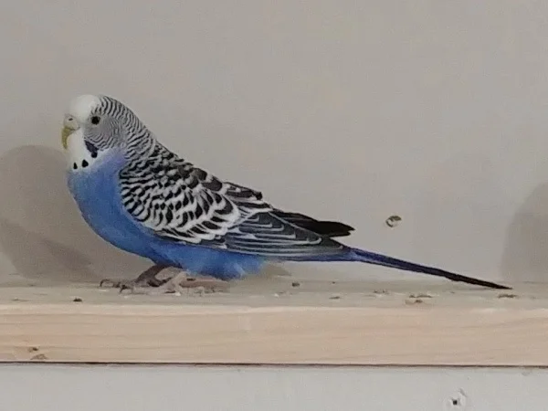 Wellensittich-Bild: Hier meine Wellidame Charly