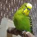 Willi