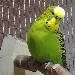 Putzi