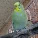 Willi