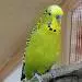 Willi