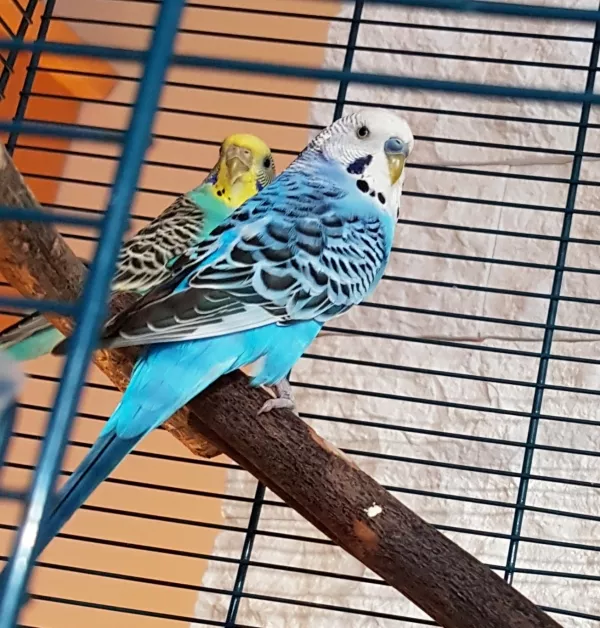 Wellensittich-Bild: Meine beiden Piepser