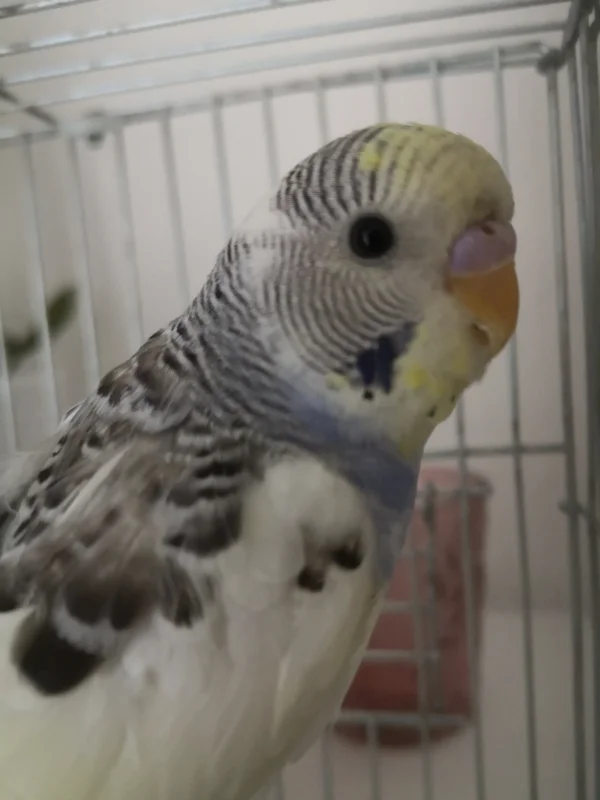 Wellensittich-Bild: Hallo, ich bin der Neue :) Die Kinder meiner Federlosen neuen Mutti haben mich Pieps getauft, also ist das jetzt wohl mein Name. Ich zwitscherte nämlich nicht, ich piepse nur ganz niedlich. Die Gang ruft im großen Käfig schon nach mir, bald kann ich endlich rüber 