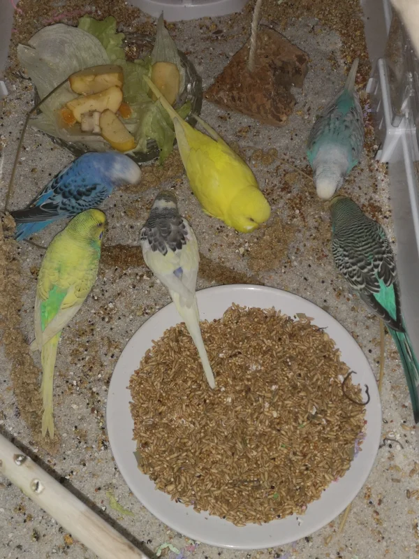 Wellensittich-Bild: Die Wellis sind natürlich immer noch im großen Käfig Ich habe nur die Wanne von einem anderem reingestellt um den Dreck zu minimieren. Futter gibts jetzt nur noch auf dem Boden und kein Körnchen fliegt mehr raus 