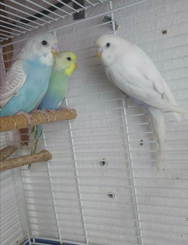 Wellensittich-Bild: Von links: Polly, Regenbogen und Elsa. Die Namen wurden von meinen Töchtern ausgesucht, unabhängig vom Geschlecht ;) 