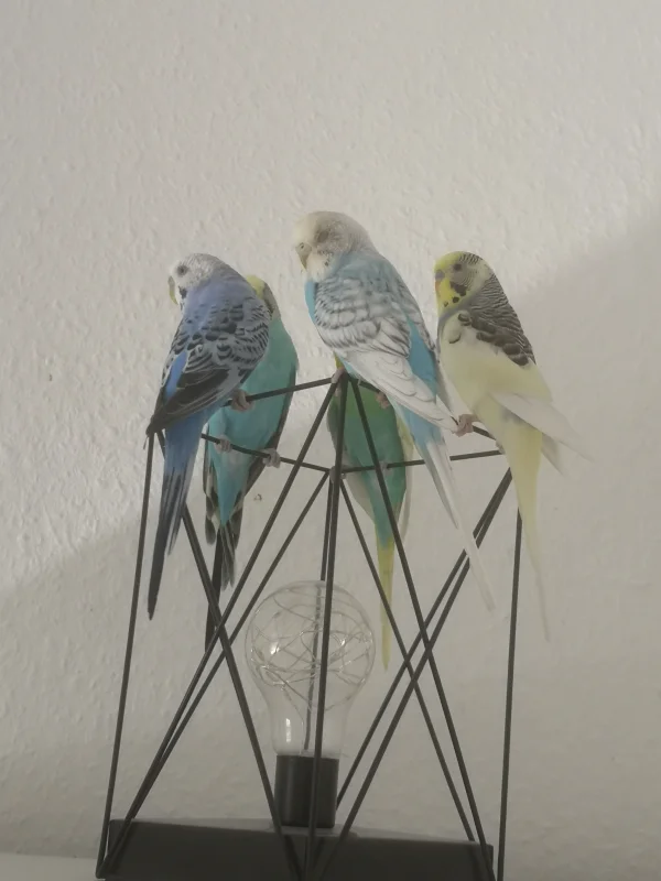 Wellensittich-Bild: Im Wellidesign :) 