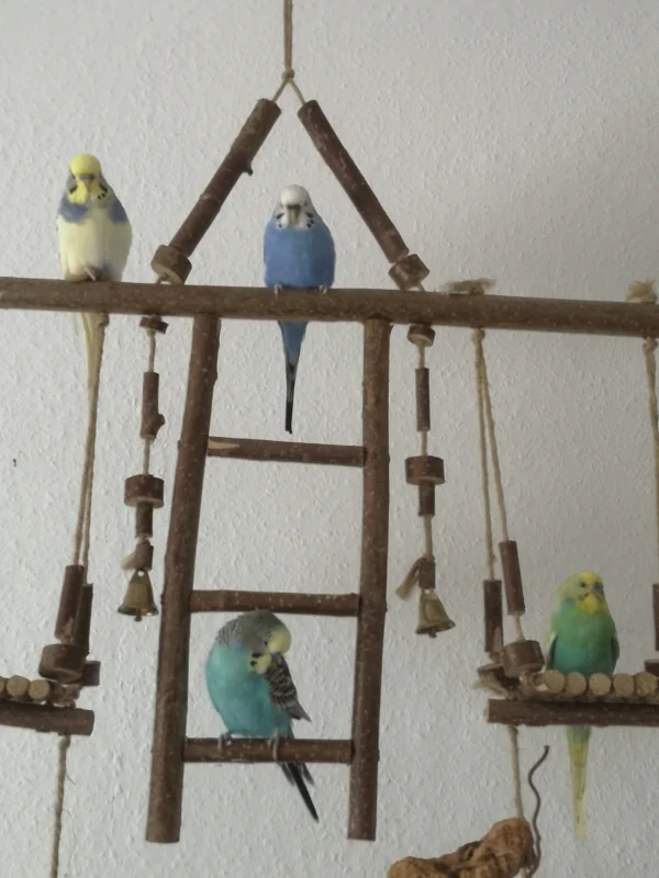 Wellensittich-Bild: Ruhe in Frieden kleine Sky :( Mittlerweile der vierte Welli den wir verabschieden mussten, ihr Herz hat wohl einfach aufgehört zu schlagen. Mit dem Verlust von unserem zutraulichstem Vögelchen ist der Traum vom großen Schwarm gestorben, es kommt nun kein Federfreund mehr dazu in der Hoffnung das wir mal ein Jahr ohne Verlust erleben.