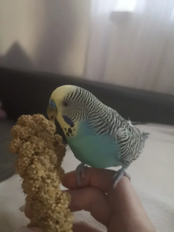 Wellensittich-Bild: Blue grüsst stellvertretend auch für seine Freunde Mavi und Pieps :-) wow waren wir lange inaktiv 