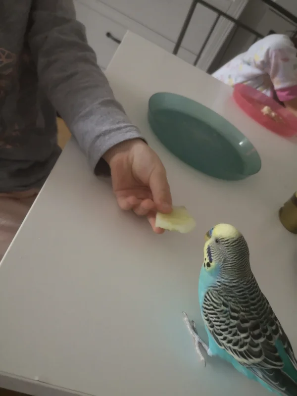 Wellensittich-Bild: Aber gib mir lieber dein Nutella Brötchen kleiner Mensch ;) 