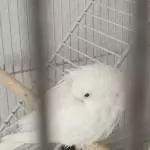 Mein kleiner Schwan :D