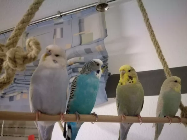 Wellensittich-Bild: V.l.n.r. Beo, Hugo, Hilde, Lea