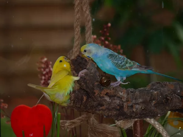 Wellensittich-Bild: Trudi und Goldie lieben diese Korkröhre. Es wird dort geknabbert, geklettert, gestritten und auch wieder vertragen. Diese zwei Damen machen  alles gemeinsam obwohl Trudi einen Freund hat.