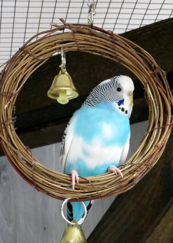 Wellensittich-Bild: Seht ihr, was die doofe Mauser mit mir gemacht hat? Mein schönes, gleichmäßiges Brustband hat sie zerrupft! Da ist ein blauer Fleck abgerutscht! So gehe ich nicht mehr vor die Tür!! Wir sehen uns dann in 6-10 Monaten. Püh!
