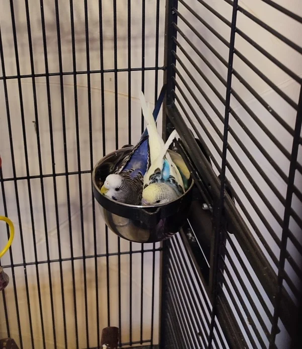 Wellensittich-Bild: Aber sieht schon Recht kuschelig aus. Nicht, dass genug Platz im Käfig wäre