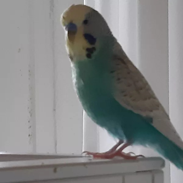 Wellensittich-Bild: Mein Peterchen 