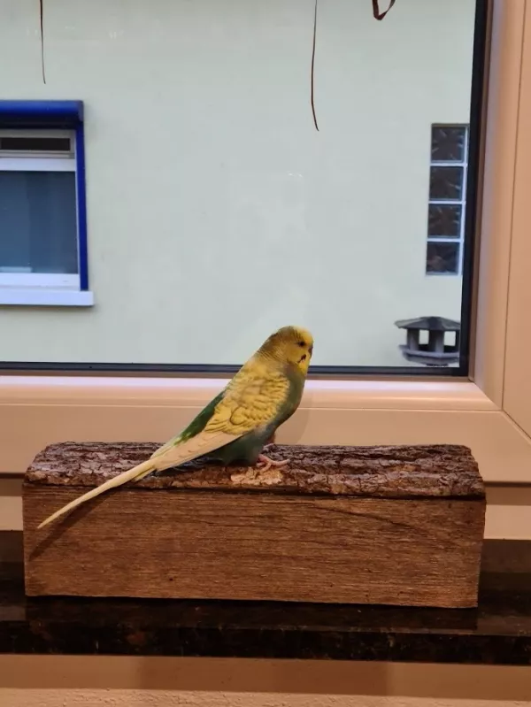 Wellensittich-Bild: Carli´s neuer Lieblingsplatz am Fenster beim Vögel beobachten