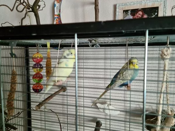 Wellensittich-Bild: Chillen am 1.Mai, bloß kein Streß