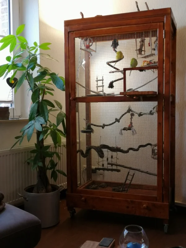 Wellensittich-Bild: Fiete und Toni haben ein neues Zuhause 