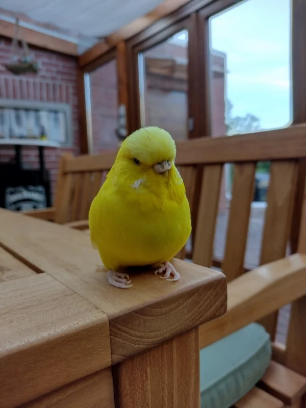 Wellensittich-Bild: Toni auf der Terrasse 