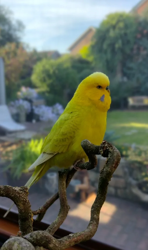 Wellensittich-Bild: Schöner Blick in den Garten 