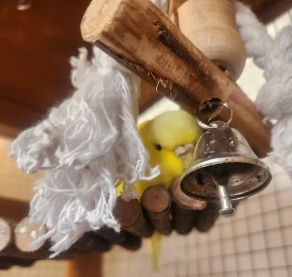 Wellensittich-Bild: Toni hat sich im Käfig versteckt.
