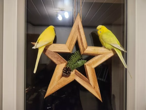 Wellensittich-Bild: Die Weihnachtsdeko ist fertig!