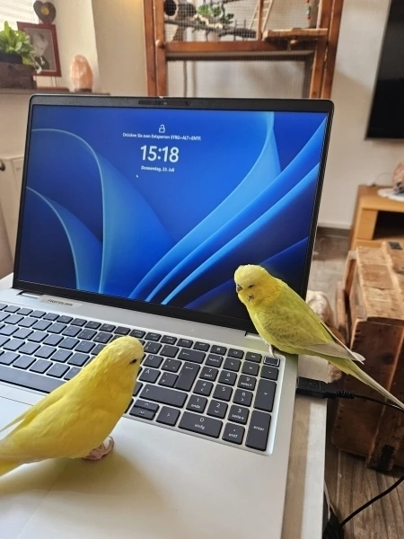 Wellensittich-Bild: Wir helfen gern bei der Arbeit..